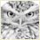 BurrowingOwl