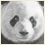GiantPanda