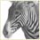 GrevysZebra