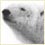 PolarBear