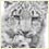 SnowLeopardCubs
